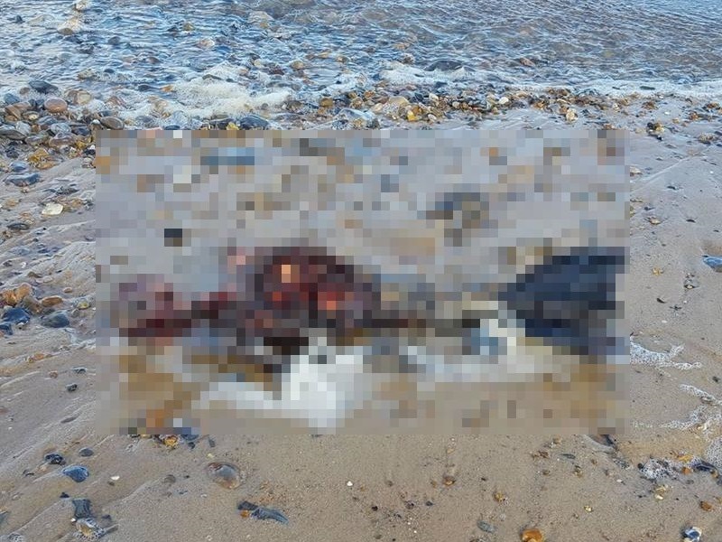 「人魚」、とうとう発見される・・・（閲覧注意）