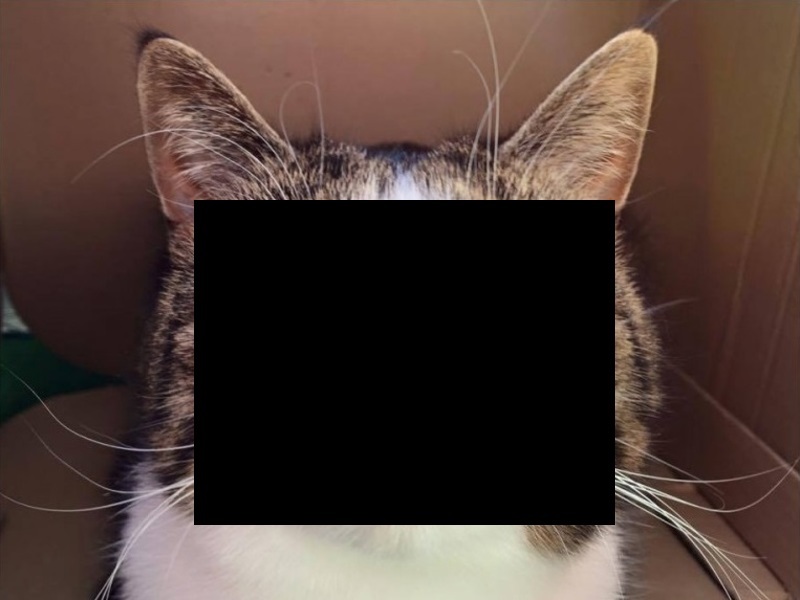 ダウン症の猫・・・（画像）