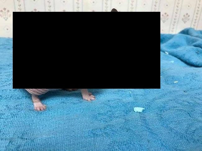 毛のないハムスターが怖すぎる（画像）