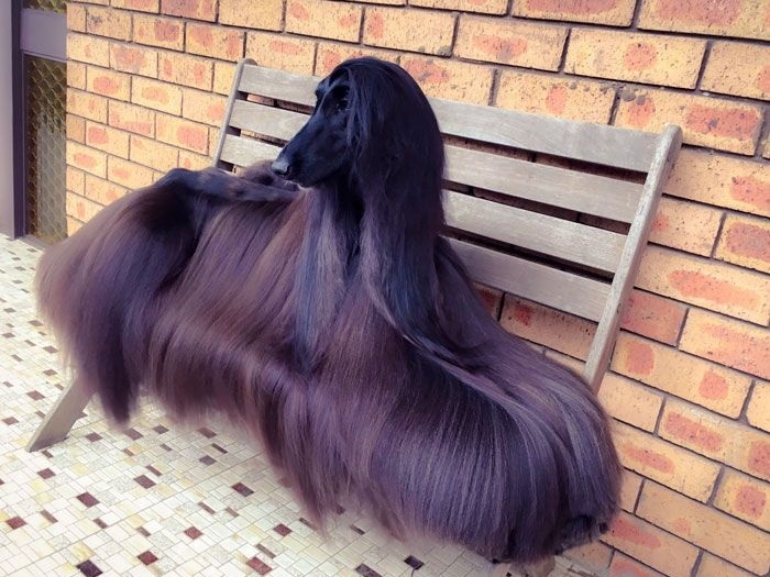 ”世界で最も美しい犬” 、マジで美しすぎて世界中で話題