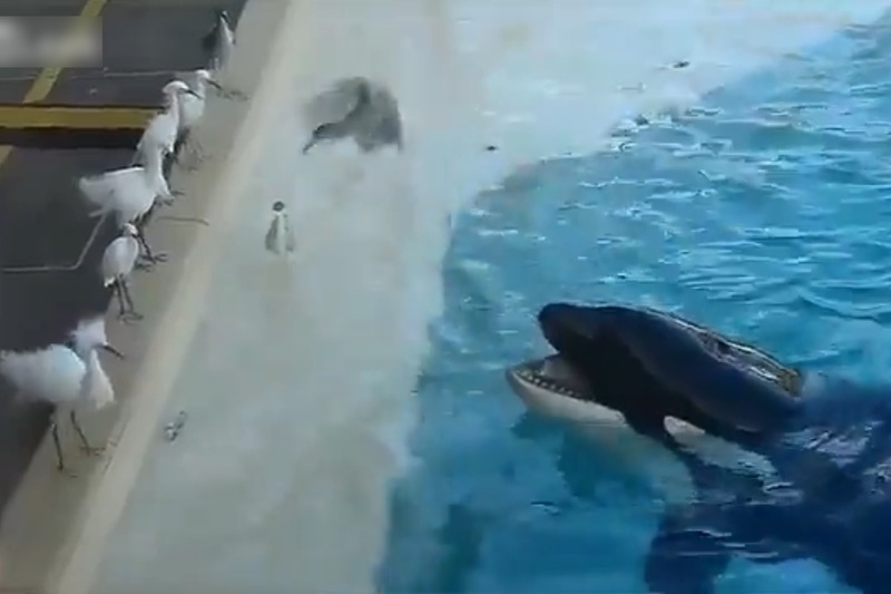 水族館のプールを泳ぐシャチに野生の鳥が近付いたその時…！（動画）