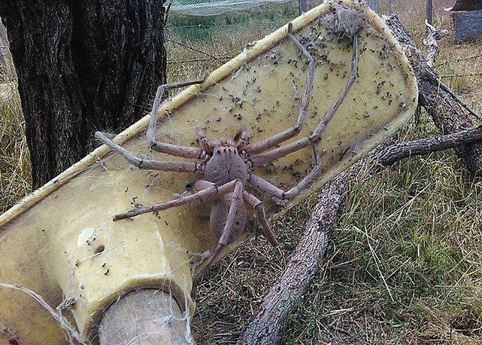 urodru20161103giant_spider_02