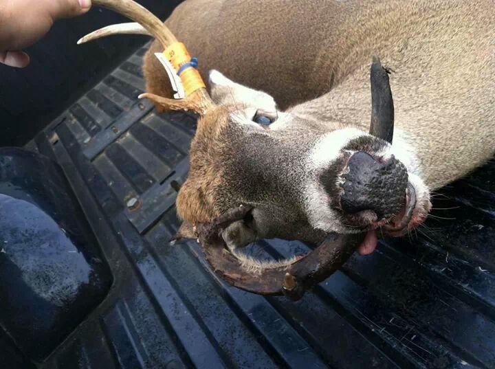 urodru20161129roga_4