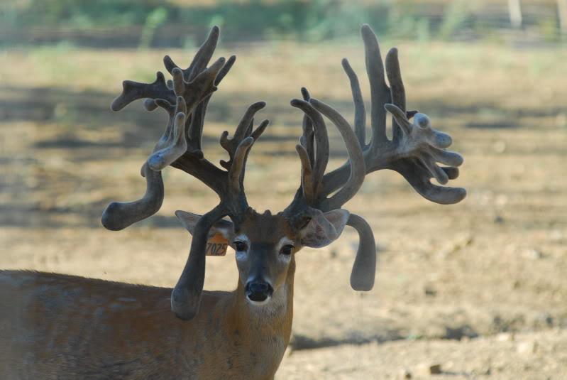 urodru20161129roga_5