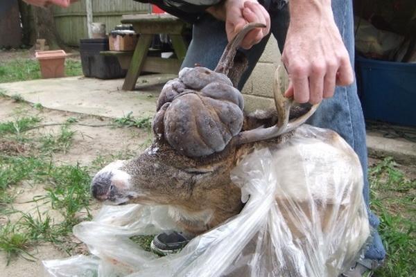 urodru20161129roga_6