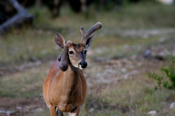 urodru20161129roga_7