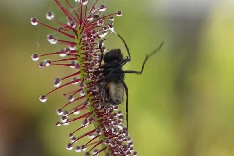 【動画】食虫植物が獲物を捕まえた瞬間…これはもうバケモノだわ