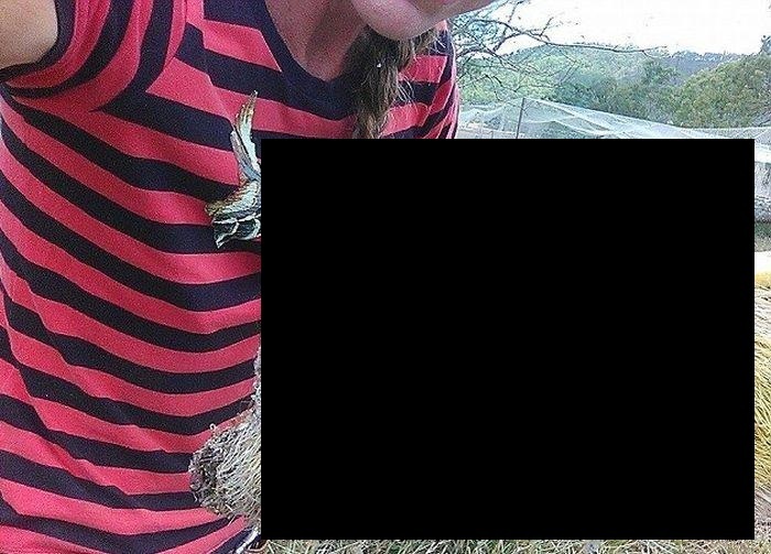 世界中に衝撃を与えた、オーストラリアで撮影された化け物みたいな巨大グモがやばい