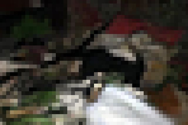 【閲覧注意】娘が死んだので地下室に4年放置した結果・・・（画像）