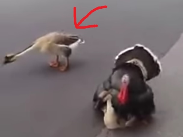 abjrjc3m5wdpb1t1481433958