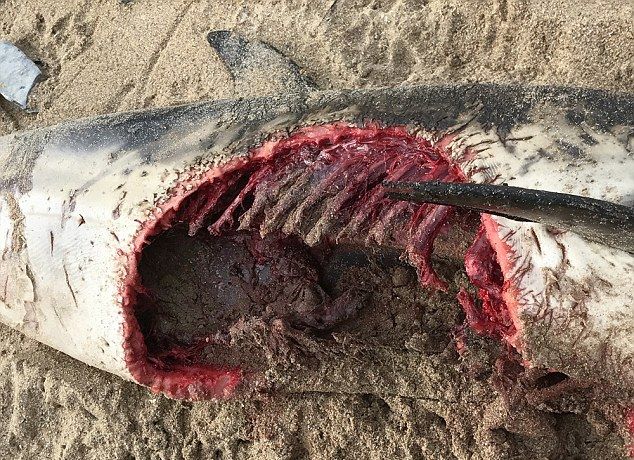 delfin-protiv-akuly_02