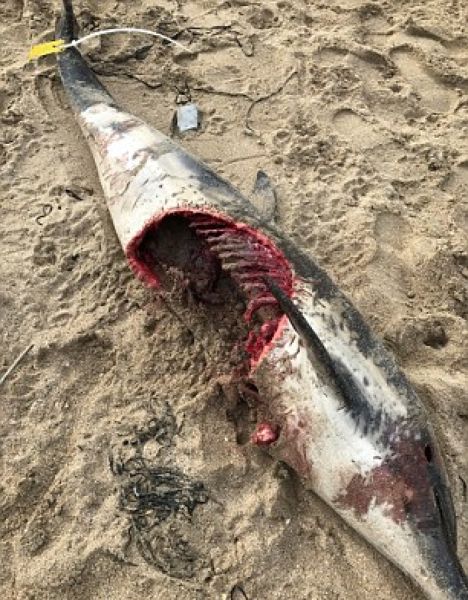 delfin-protiv-akuly_03