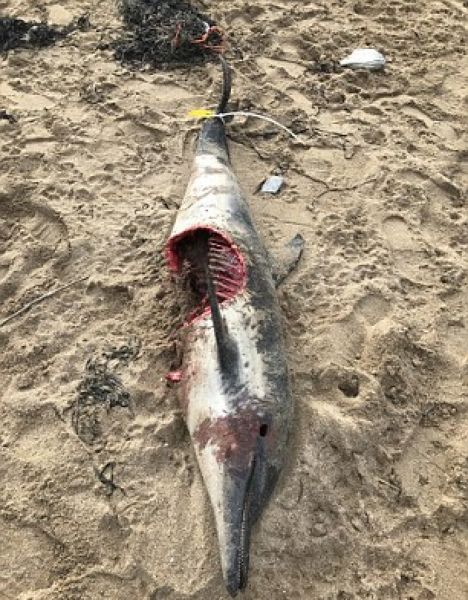 delfin-protiv-akuly_04