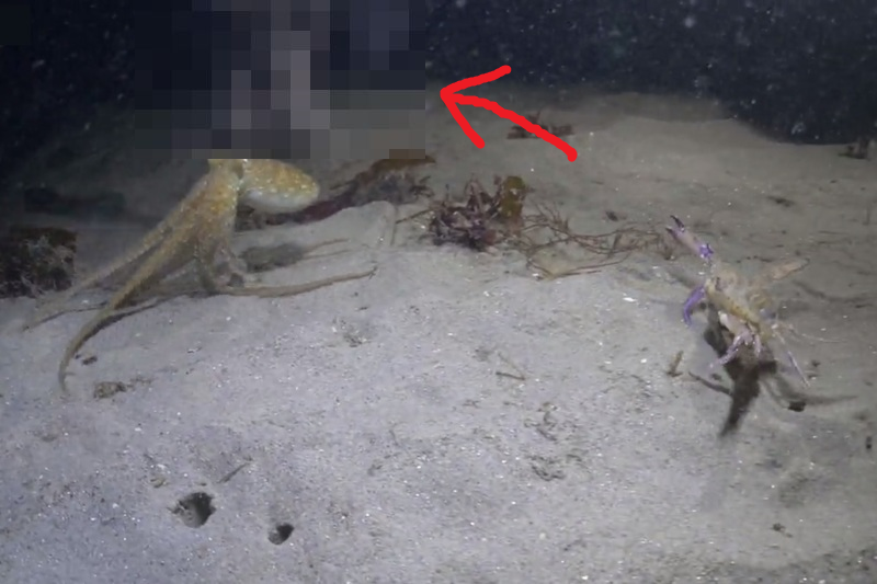 海中で「奇跡の映像」が撮影され世界中で話題に！ カニを襲うタコ、しかしタコは別の生き物のターゲットだった…
