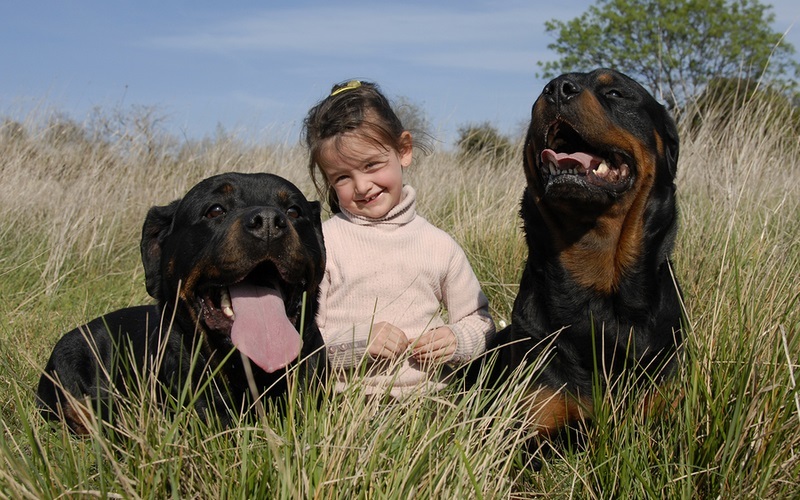 Dangerous Dogs And Child