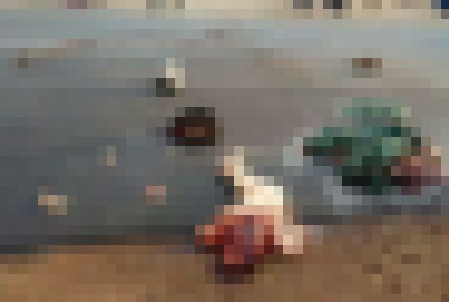 【超！閲覧注意】道にこんなの落ちてたら間違いなくトラウマ