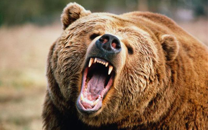 【超！閲覧注意】野生のクマに襲われた人間の「ガチ画像」を見た事がありますか？