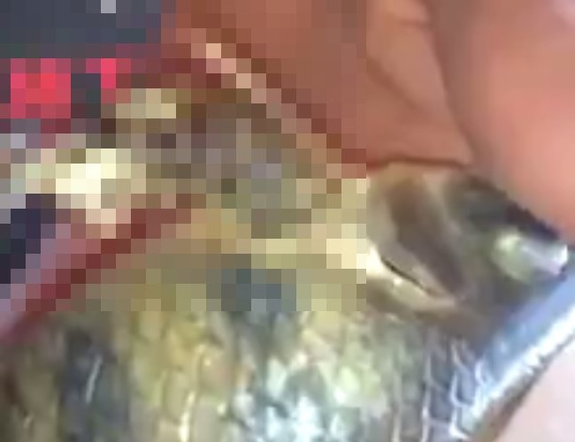 【動画】釣った魚から「ヤバい生き物」が出てきた・・・これは食ってたら死んでたわ