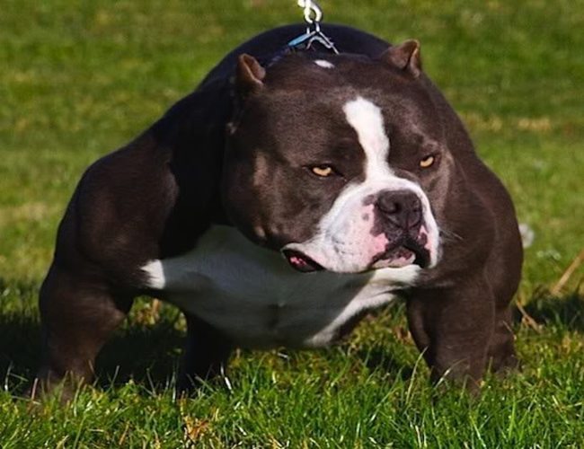 YQ_86inCTUqA3Qd1491281683_1491281690