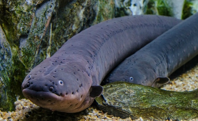 DN7Dvoxd8wJt_O61494151404_1494151417