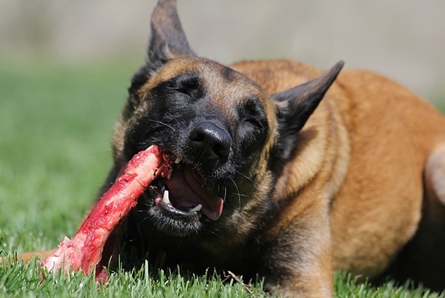 【超！閲覧注意】犬「大好きだった飼い主が死んで食べる物がない… そうだ！」
