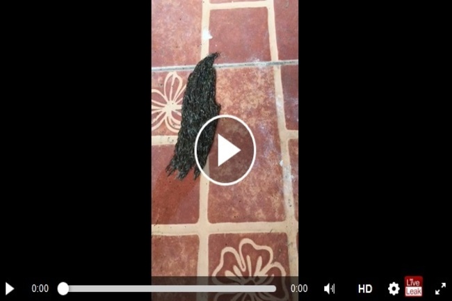 tT4ykPopCfhxIZ21494383861_1494383867