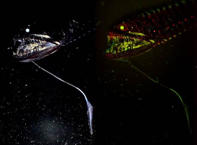１０００ｍの深海で ”この世のものとは思えない” クリーチャーたちが発見される…（画像）