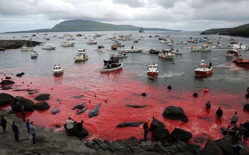【画像】海外サイト「また今年も ”あの国” のイルカ大虐殺が始まった…」