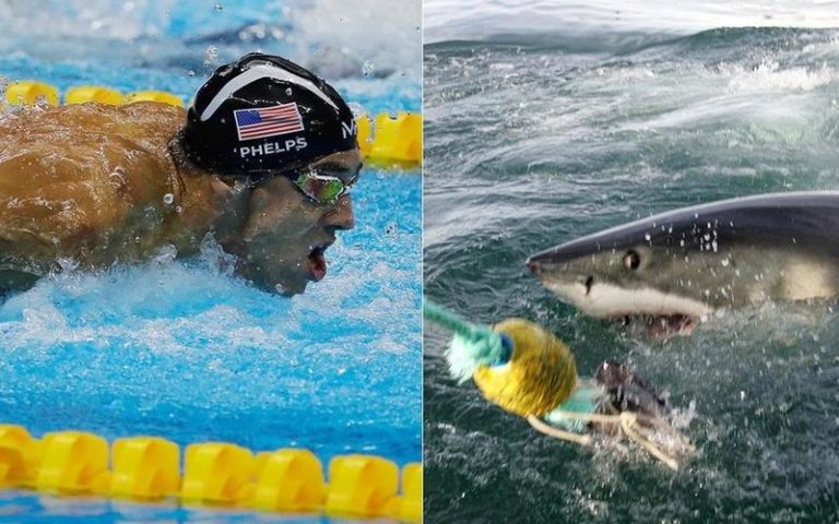 「マイケル・フェルプス」vs.「ホオジロザメ」、海でガチレースした結果・・・（動画）