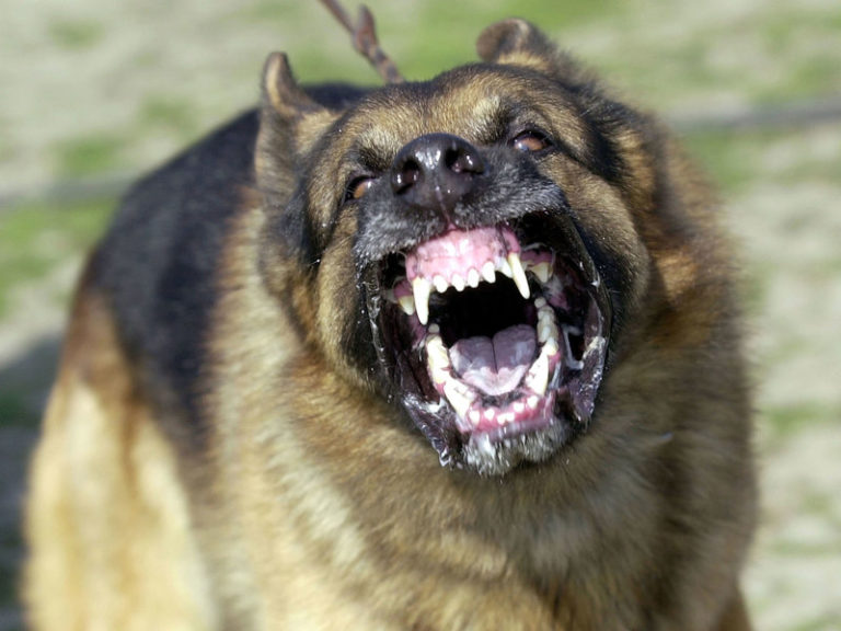 【閲覧注意】人間、また犬に食われる