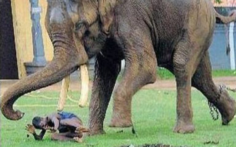 【閲覧注意】地上最強の生物、「象」に踏み潰された人間の姿をご覧ください