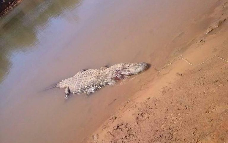 【閲覧注意】ブラジルの川で男性が行方不明に ⇒ 近くで捕獲された巨大ワニのお腹を裂くと…（画像）