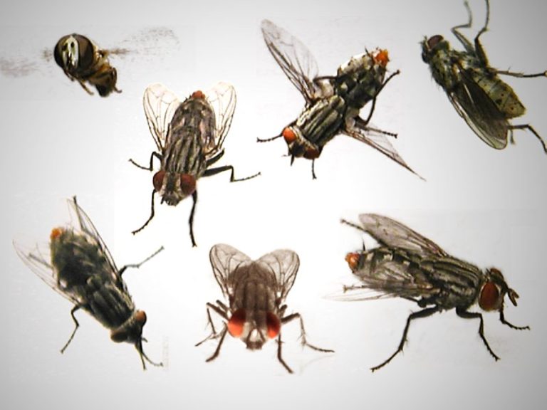 【閲覧注意】ハエに刺されたんだが傷口がなんかヤバい事になってきた…（画像）