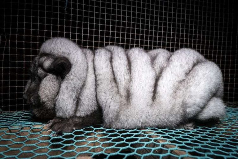 この世の闇。動物保護団体、”ヤバい生物” を発見してしまう・・・（画像）
