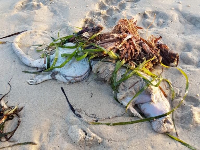 【画像】海でエイリアン（地球外生命体）が発見される