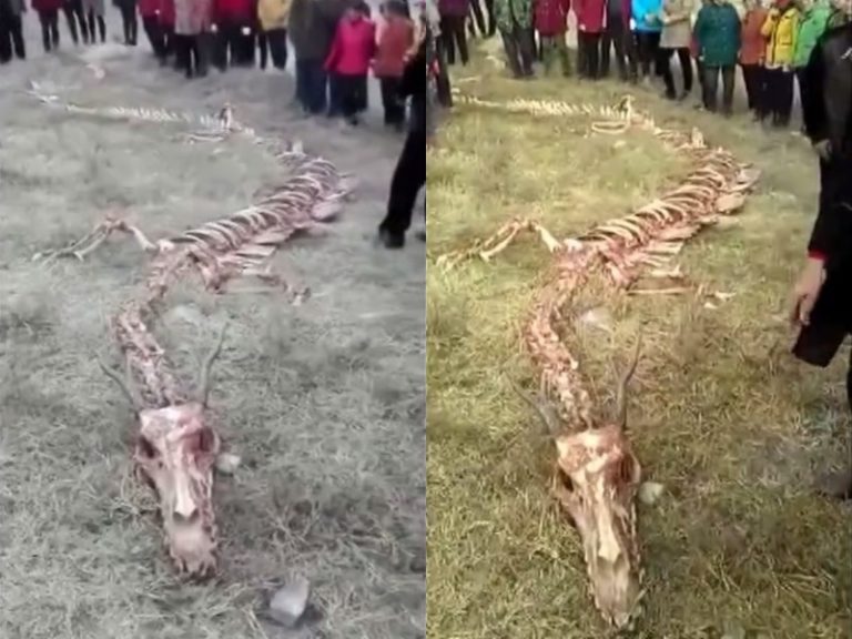 人類史上最大の発見か。中国で長さ２０メートルの「龍（ドラゴン）」の骨格が見つかる（動画）