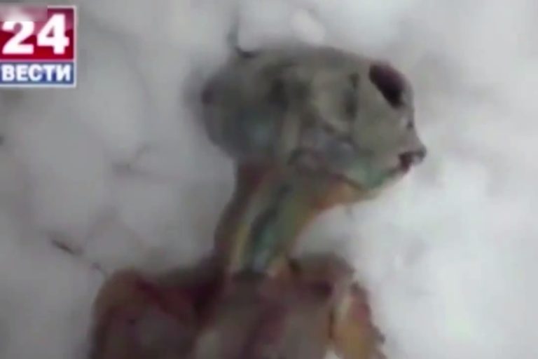 【動画】ロシアでエイリアン（地球外生命体）が発見される・・・これはアウト