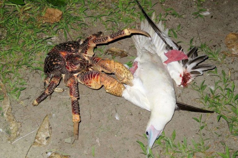 【衝撃動画】ヤシガニとかいう化け物、カモメの巣によじ登りむしゃむしゃと食ってしまう