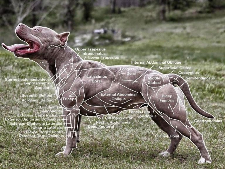 【閲覧注意】犬飼ってるやつ、これだけは見とけ・・・・・（画像あり）