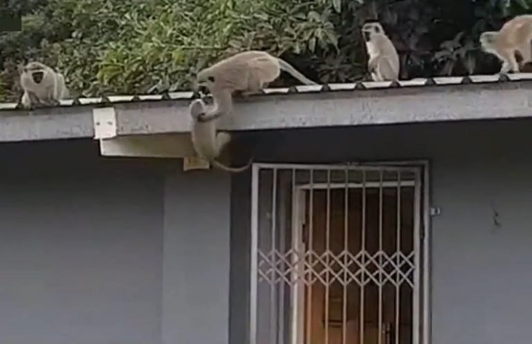 【衝撃】ケガしていた猿を保護、野生に返すと…山から仲間の猿たちが集まってきて…（動画あり）
