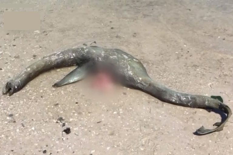 【恐怖】アメリカのビーチに正体不明のクリーチャーが打ち上げられ話題に…（動画あり）