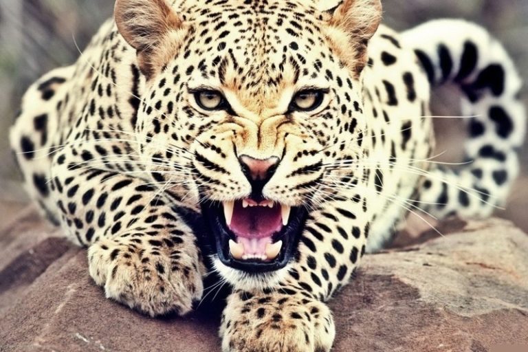 【衝撃映像】銃を持たない人間が野生のヒョウ１匹を殺すのはこんなにも大変らしい