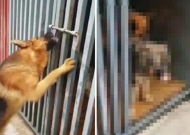 【エロ注意】メス犬の檻の鍵を開けてあげたオス犬 ⇒ その後やった行動がｗｗｗ（動画あり）