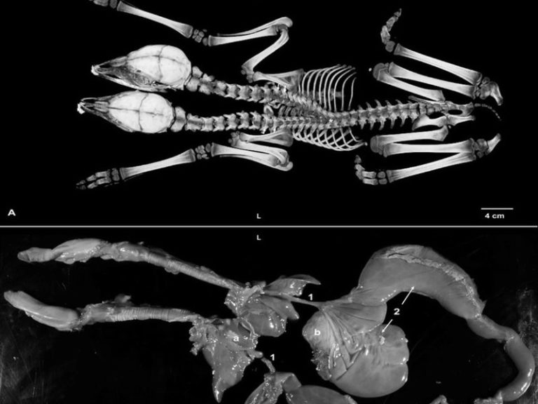【驚愕】キノコ狩り中俺、山の中で突然変異の「化け物」を見つけてしまう・・・・・（画像あり）
