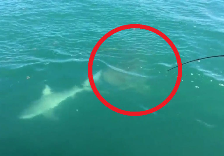 【動画】海でサメを釣り上げようとした男達 ⇒ そこにもっとトンデモナイ化け物が現れ…