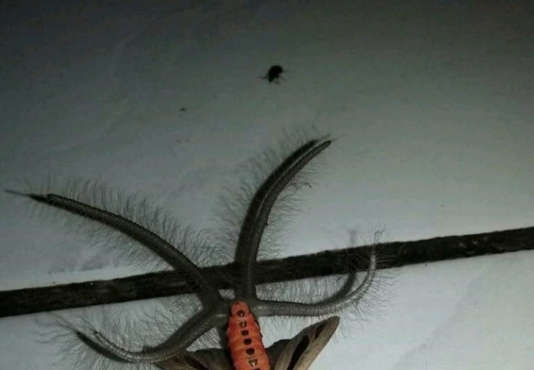 【閲覧注意】この写真、一目見ただけで恐怖を感じるんだが…（画像あり）
