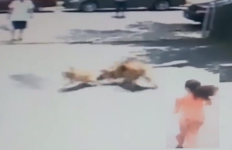 【動画】女の子に襲い掛かる近所の狂暴犬！ しかしこの家にはとんでもねぇ番犬がいて…
