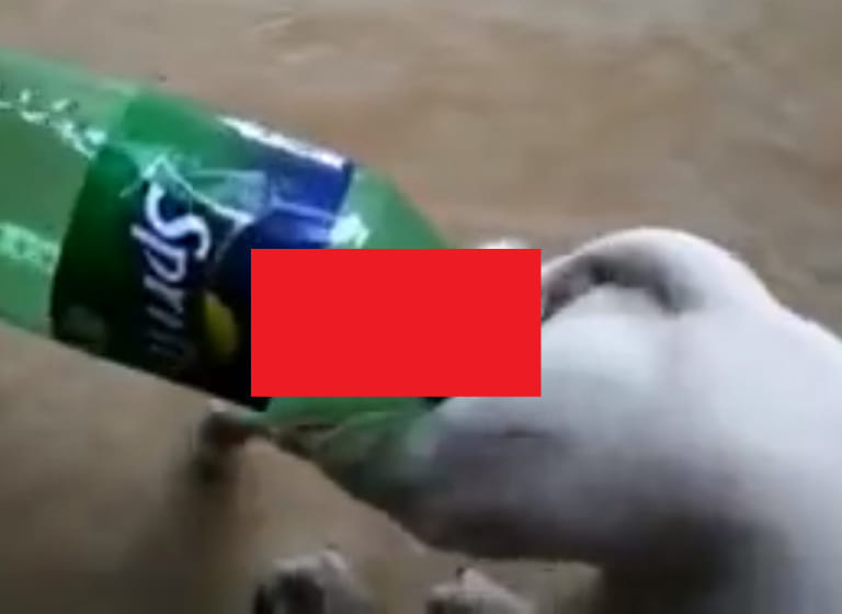 【驚愕】家で飼ってるチワワがペットボトルとセ○クスした結果ｗｗｗｗｗ（動画あり）