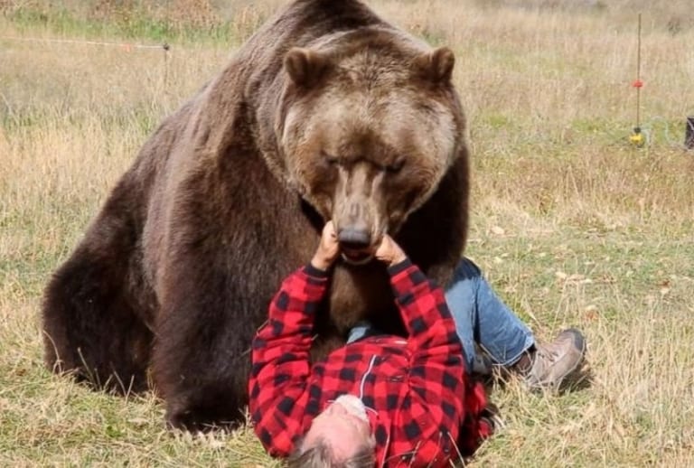 【熊界最強】北アメリカのグリズリー、銃が直撃しても関係なし。人間が勝てるわけなかった…