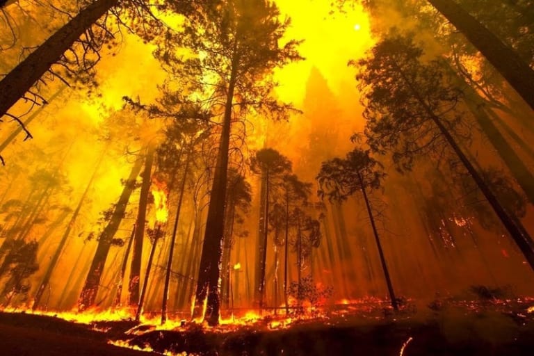 【閲覧注意】山火事直後の山に行ったら、見ちゃいけないものを見てしまった…（動画あり）